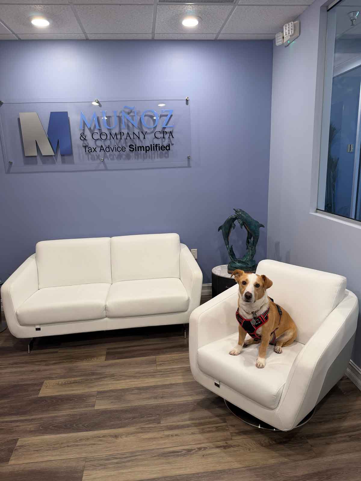 Brown and white dog politely sitting on a chair in the Munoz & Company, CPA office